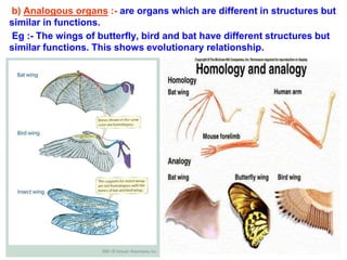 b) Analogous organs :- are organs which are different in structures but
similar in functions.
Eg :- The wings of butterfly, bird and bat have different structures but
similar functions. This shows evolutionary relationship.
 