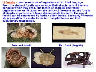 c) Fossils :- are the remains of organisms which lived long ago.
From the study of fossils we can know their structures and the time
period in which they lived. The fossils of complex and recent
organisms are found closer to the surface of the earth and the fossils
of simpler organisms are found deeper inside the earth. The age of
fossils can be determined by Radio Carbon Dating. The study of fossils
show evolution of simpler forms into complex forms and their
evolutionary relationship.
Tree trunk fossil Fish fossil (Knightia)
 