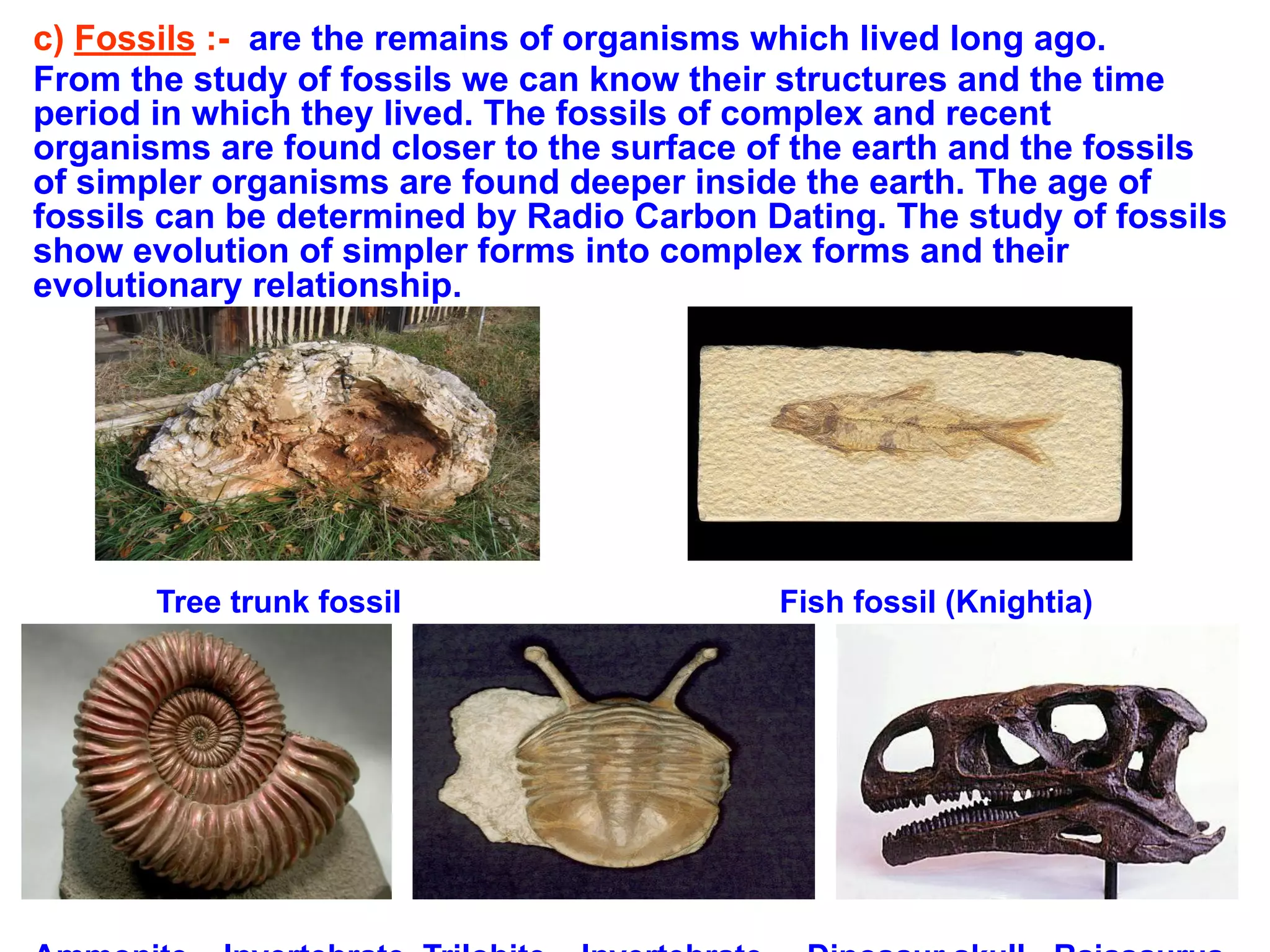 c) Fossils :- are the remains of organisms which lived long ago.
From the study of fossils we can know their structures and the time
period in which they lived. The fossils of complex and recent
organisms are found closer to the surface of the earth and the fossils
of simpler organisms are found deeper inside the earth. The age of
fossils can be determined by Radio Carbon Dating. The study of fossils
show evolution of simpler forms into complex forms and their
evolutionary relationship.
Tree trunk fossil Fish fossil (Knightia)
 