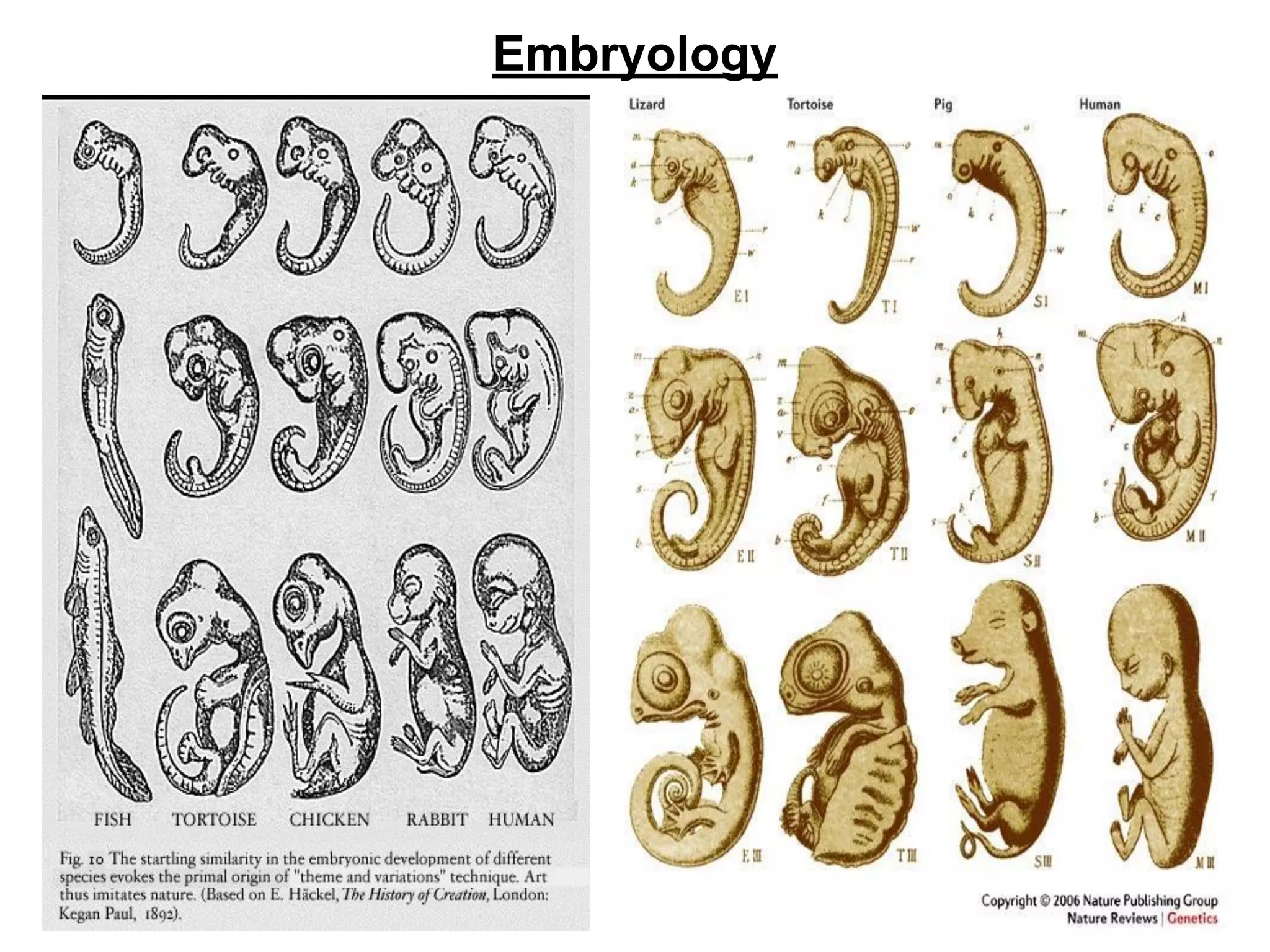 Embryology
 