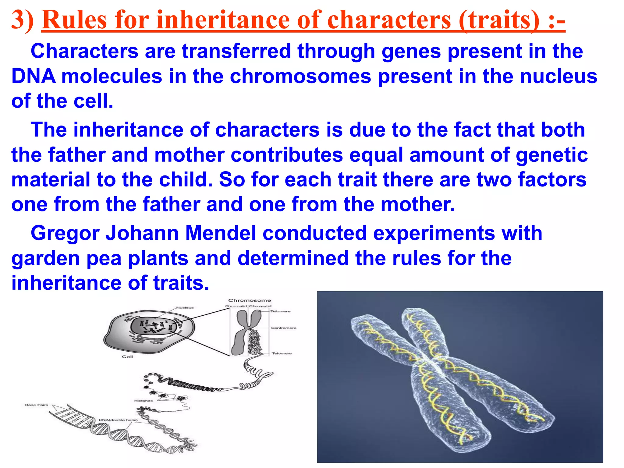 3) Rules for inheritance of characters (traits) :-
Characters are transferred through genes present in the
DNA molecules in the chromosomes present in the nucleus
of the cell.
The inheritance of characters is due to the fact that both
the father and mother contributes equal amount of genetic
material to the child. So for each trait there are two factors
one from the father and one from the mother.
Gregor Johann Mendel conducted experiments with
garden pea plants and determined the rules for the
inheritance of traits.
 
