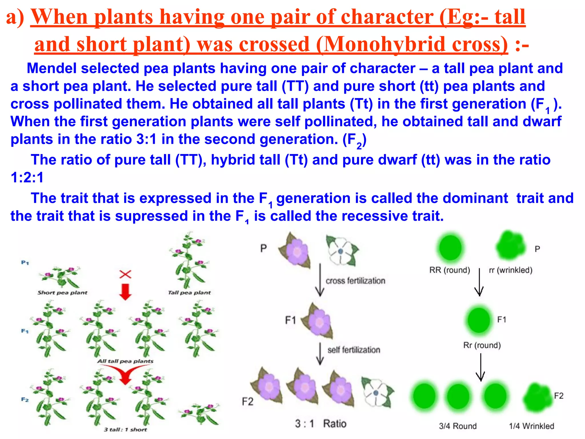 a) When plants having one pair of character (Eg:- tall
and short plant) was crossed (Monohybrid cross) :-
Mendel selected pea plants having one pair of character – a tall pea plant and
a short pea plant. He selected pure tall (TT) and pure short (tt) pea plants and
cross pollinated them. He obtained all tall plants (Tt) in the first generation (F1
).
When the first generation plants were self pollinated, he obtained tall and dwarf
plants in the ratio 3:1 in the second generation. (F2
)
The ratio of pure tall (TT), hybrid tall (Tt) and pure dwarf (tt) was in the ratio
1:2:1
The trait that is expressed in the F1
generation is called the dominant trait and
the trait that is supressed in the F1
is called the recessive trait.
 
