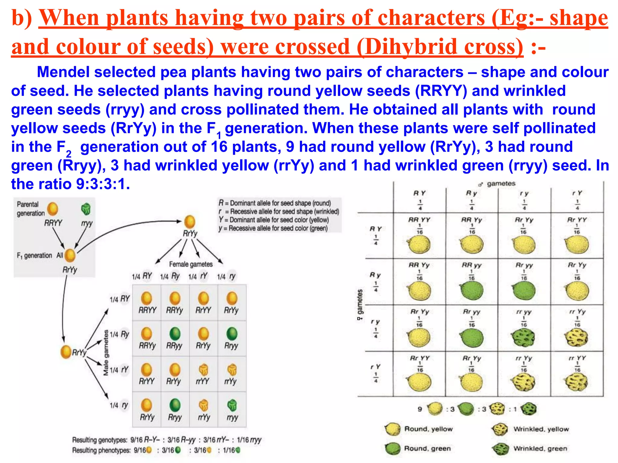 b) When plants having two pairs of characters (Eg:- shape
and colour of seeds) were crossed (Dihybrid cross) :-
Mendel selected pea plants having two pairs of characters – shape and colour
of seed. He selected plants having round yellow seeds (RRYY) and wrinkled
green seeds (rryy) and cross pollinated them. He obtained all plants with round
yellow seeds (RrYy) in the F1
generation. When these plants were self pollinated
in the F2
generation out of 16 plants, 9 had round yellow (RrYy), 3 had round
green (Rryy), 3 had wrinkled yellow (rrYy) and 1 had wrinkled green (rryy) seed. In
the ratio 9:3:3:1.
 