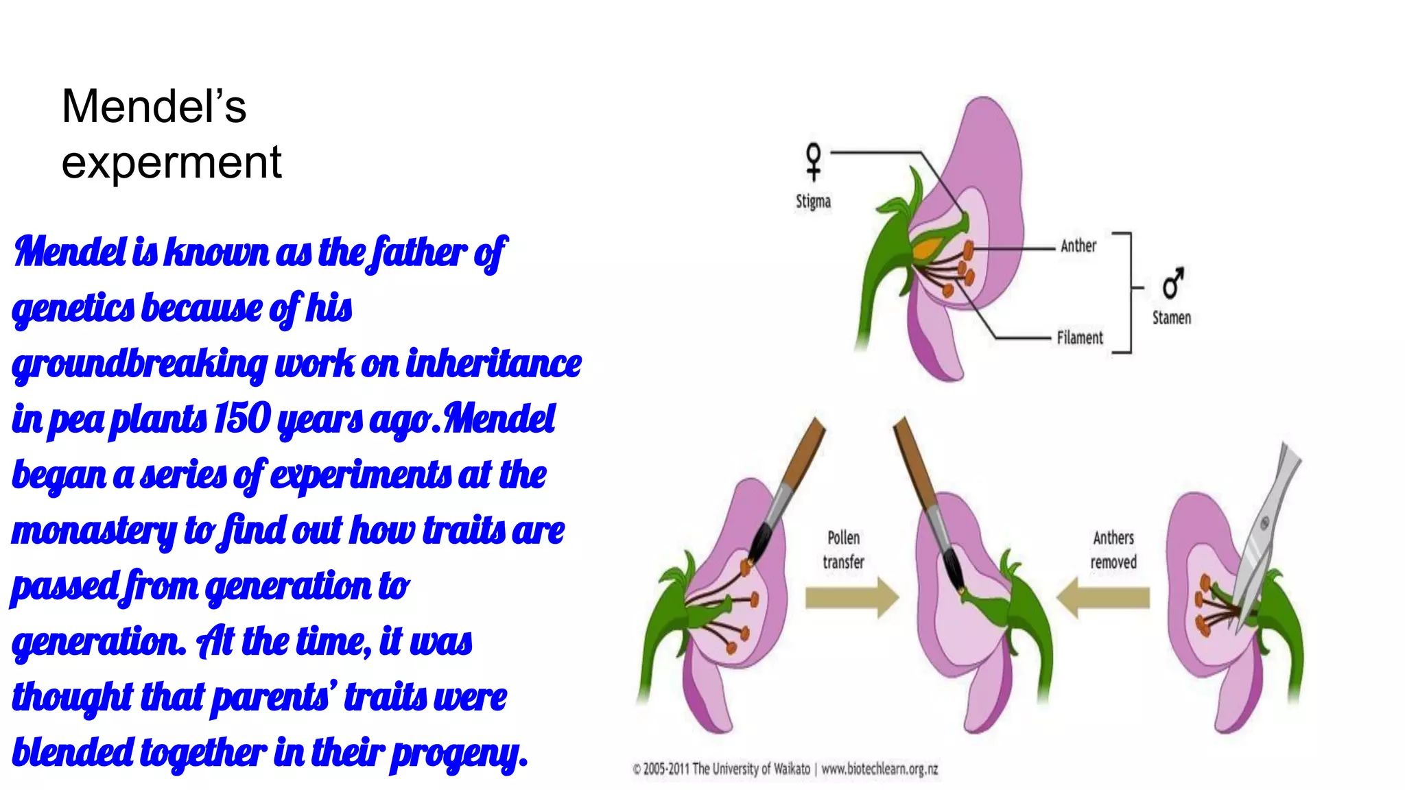 Mendel’s
experment
Mendel is known as the father of
genetics because of his
groundbreaking work on inheritance
in pea plants 150 years ago.Mendel
began a series of experiments at the
monastery to ﬁnd out how traits are
passed from generation to
generation. At the time, it was
thought that parents’ traits were
blended together in their progeny.
 