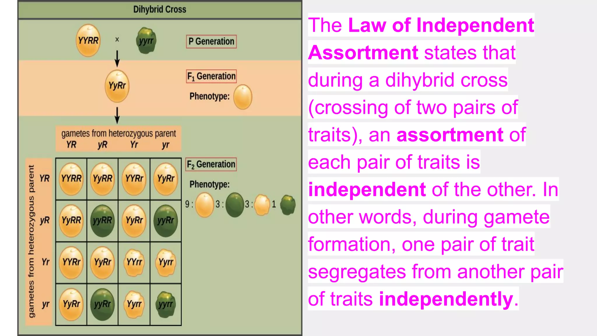 The Law of Independent
Assortment states that
during a dihybrid cross
(crossing of two pairs of
traits), an assortment of
each pair of traits is
independent of the other. In
other words, during gamete
formation, one pair of trait
segregates from another pair
of traits independently.
 