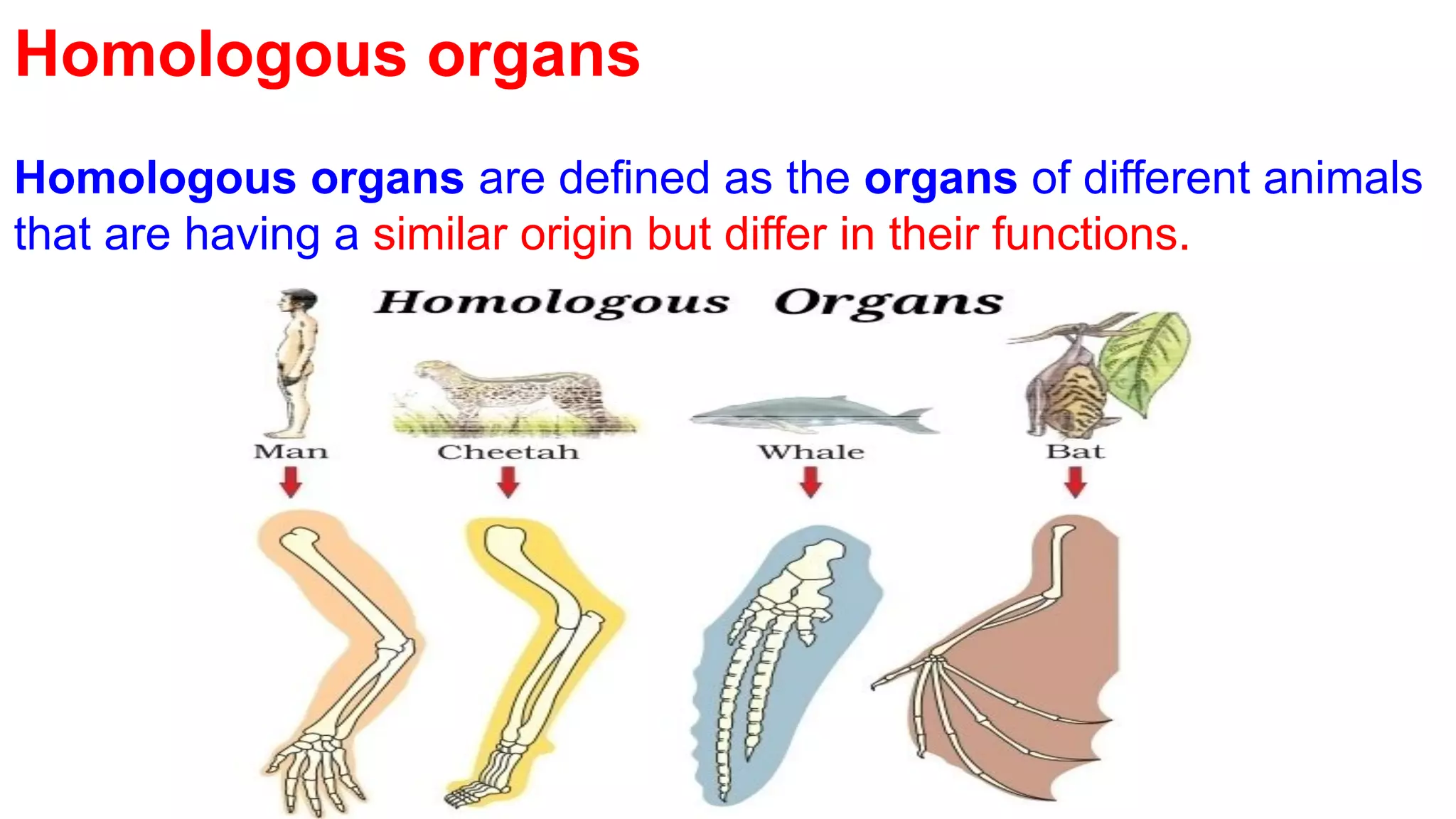 Homologous organs
Homologous organs are defined as the organs of different animals
that are having a similar origin but differ in their functions.
 