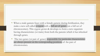 • When a male gamete fuses with a female gamete during fertilization, they
make a new cell called a zygote with a full set of genes (on a full set of
chromosomes). This zygote grows & develops to form a new organism
having characteristics (or traits) from both the parents which it has inherited
through genes.
• The two genes (or pair of genes) responsible for particular characteristics
are always present on the corresponding positions of the pair of
chromosomes.
 