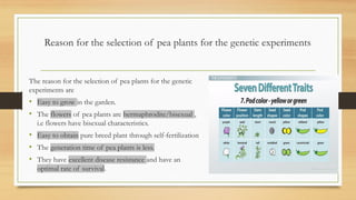 Reason for the selection of pea plants for the genetic experiments
The reason for the selection of pea plants for the genetic
experiments are
• Easy to grow in the garden.
• The flowers of pea plants are hermaphrodite/bisexual ,
i.e flowers have bisexual characteristics.
• Easy to obtain pure breed plant through self-fertilization
• The generation time of pea plants is less.
• They have excellent disease resistance and have an
optimal rate of survival.
 
