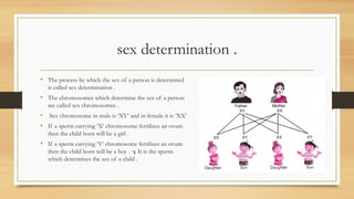 sex determination .
• The process by which the sex of a person is determined
is called sex determination .
• The chromosomes which determine the sex of a person
are called sex chromosomes .
• Sex chromosome in male is ‘XY’ and in female it is ‘XX’
• If a sperm carrying ‘X’ chromosome fertilizes an ovum
then the child born will be a girl .
• If a sperm carrying ‘Y’ chromosome fertilizes an ovum
then the child born will be a boy . It is the sperm

which determines the sex of a child .
 