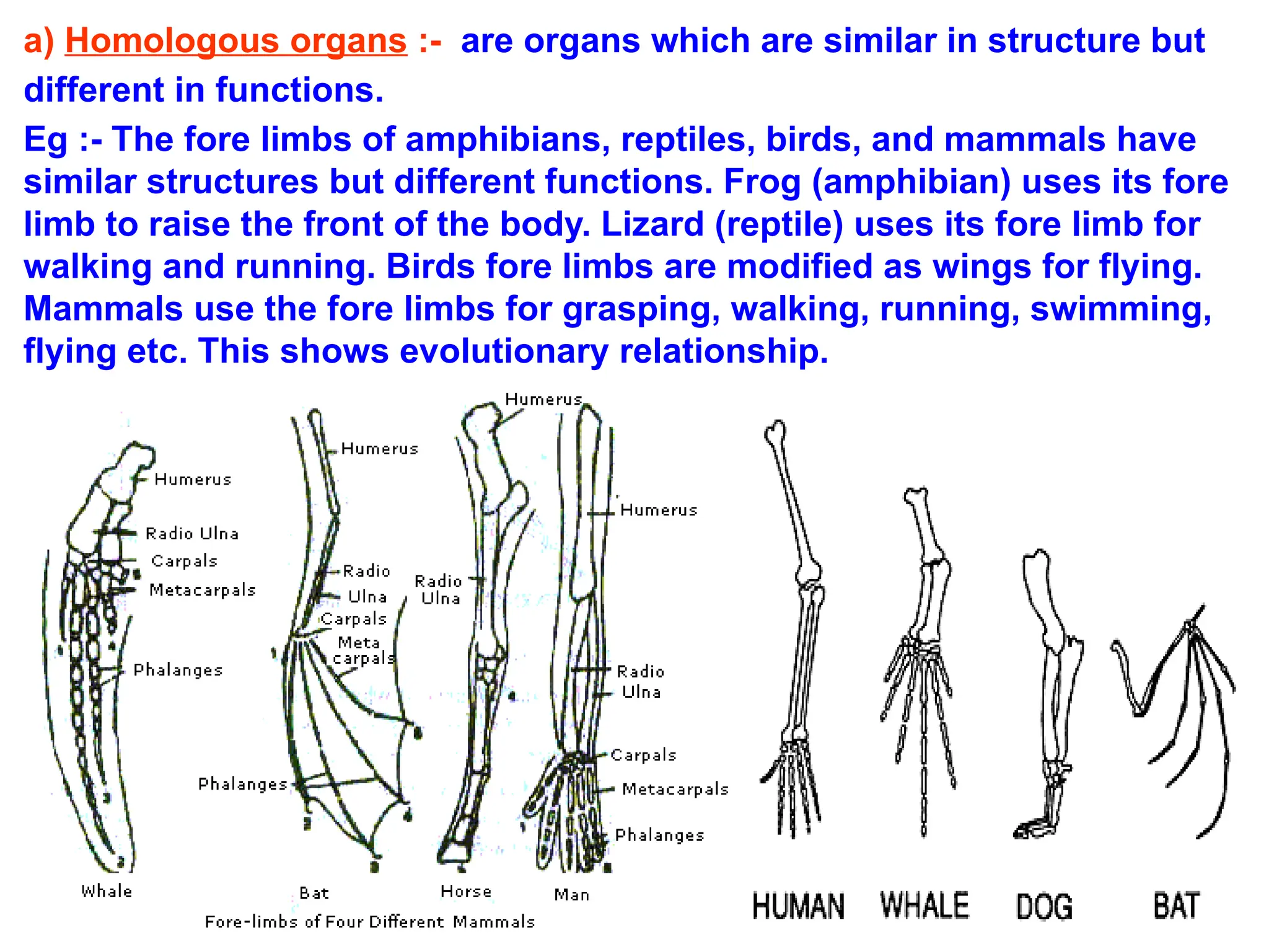 a) Homologous organs :- are organs which are similar in structure but
different in functions.
Eg :- The fore limbs of amphibians, reptiles, birds, and mammals have
similar structures but different functions. Frog (amphibian) uses its fore
limb to raise the front of the body. Lizard (reptile) uses its fore limb for
walking and running. Birds fore limbs are modified as wings for flying.
Mammals use the fore limbs for grasping, walking, running, swimming,
flying etc. This shows evolutionary relationship.
 
