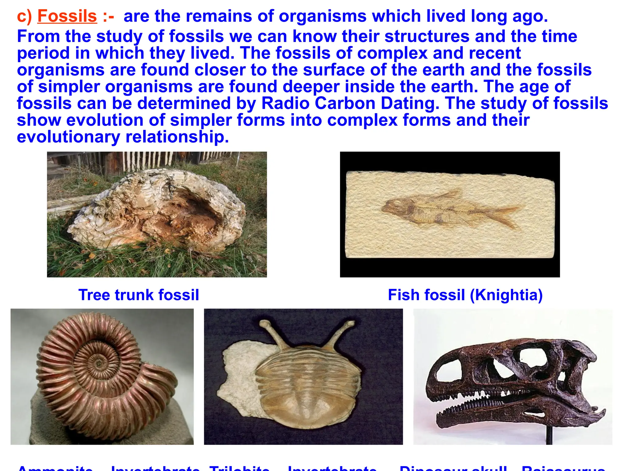 c) Fossils :- are the remains of organisms which lived long ago.
From the study of fossils we can know their structures and the time
period in which they lived. The fossils of complex and recent
organisms are found closer to the surface of the earth and the fossils
of simpler organisms are found deeper inside the earth. The age of
fossils can be determined by Radio Carbon Dating. The study of fossils
show evolution of simpler forms into complex forms and their
evolutionary relationship.
Tree trunk fossil Fish fossil (Knightia)
 