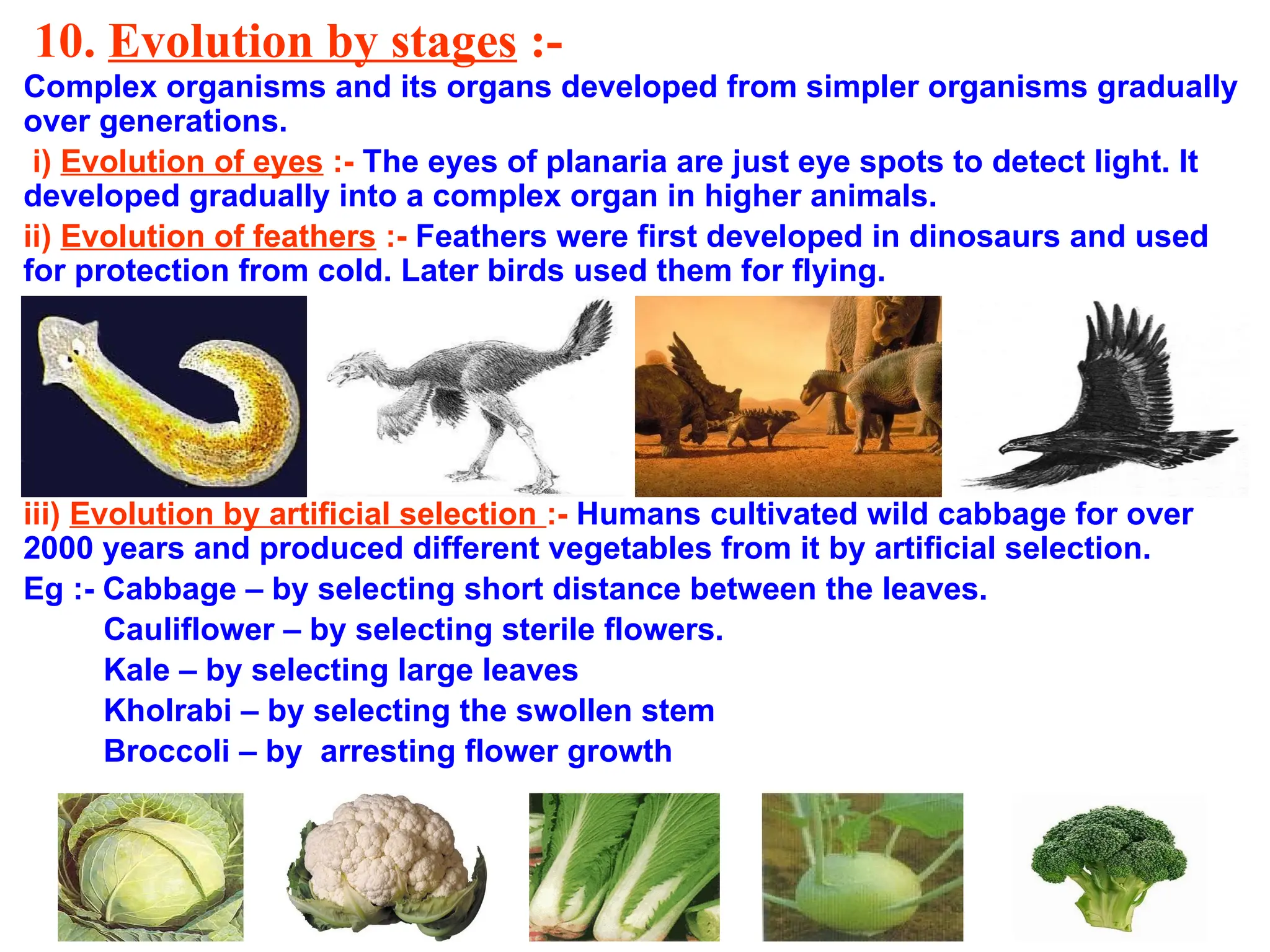 10. Evolution by stages :-
Complex organisms and its organs developed from simpler organisms gradually
over generations.
i) Evolution of eyes :- The eyes of planaria are just eye spots to detect light. It
developed gradually into a complex organ in higher animals.
ii) Evolution of feathers :- Feathers were first developed in dinosaurs and used
for protection from cold. Later birds used them for flying.
iii) Evolution by artificial selection :- Humans cultivated wild cabbage for over
2000 years and produced different vegetables from it by artificial selection.
Eg :- Cabbage – by selecting short distance between the leaves.
Cauliflower – by selecting sterile flowers.
Kale – by selecting large leaves
Kholrabi – by selecting the swollen stem
Broccoli – by arresting flower growth
 