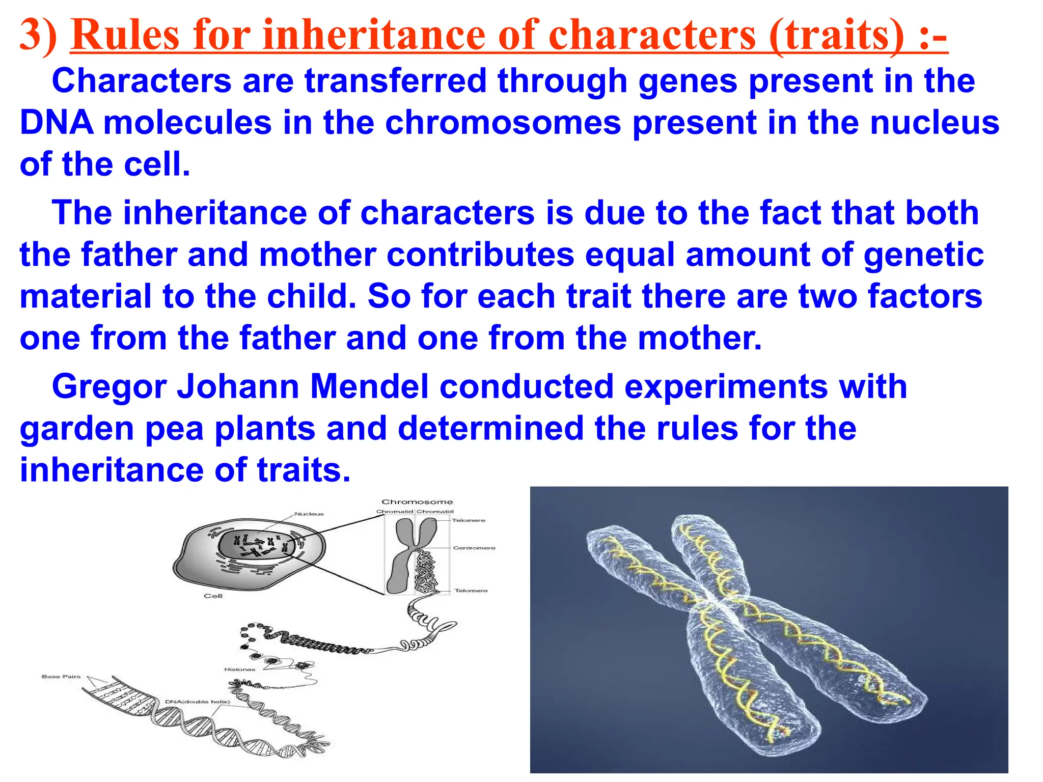 3) Rules for inheritance of characters (traits) :-
Characters are transferred through genes present in the
DNA molecules in the chromosomes present in the nucleus
of the cell.
The inheritance of characters is due to the fact that both
the father and mother contributes equal amount of genetic
material to the child. So for each trait there are two factors
one from the father and one from the mother.
Gregor Johann Mendel conducted experiments with
garden pea plants and determined the rules for the
inheritance of traits.
 