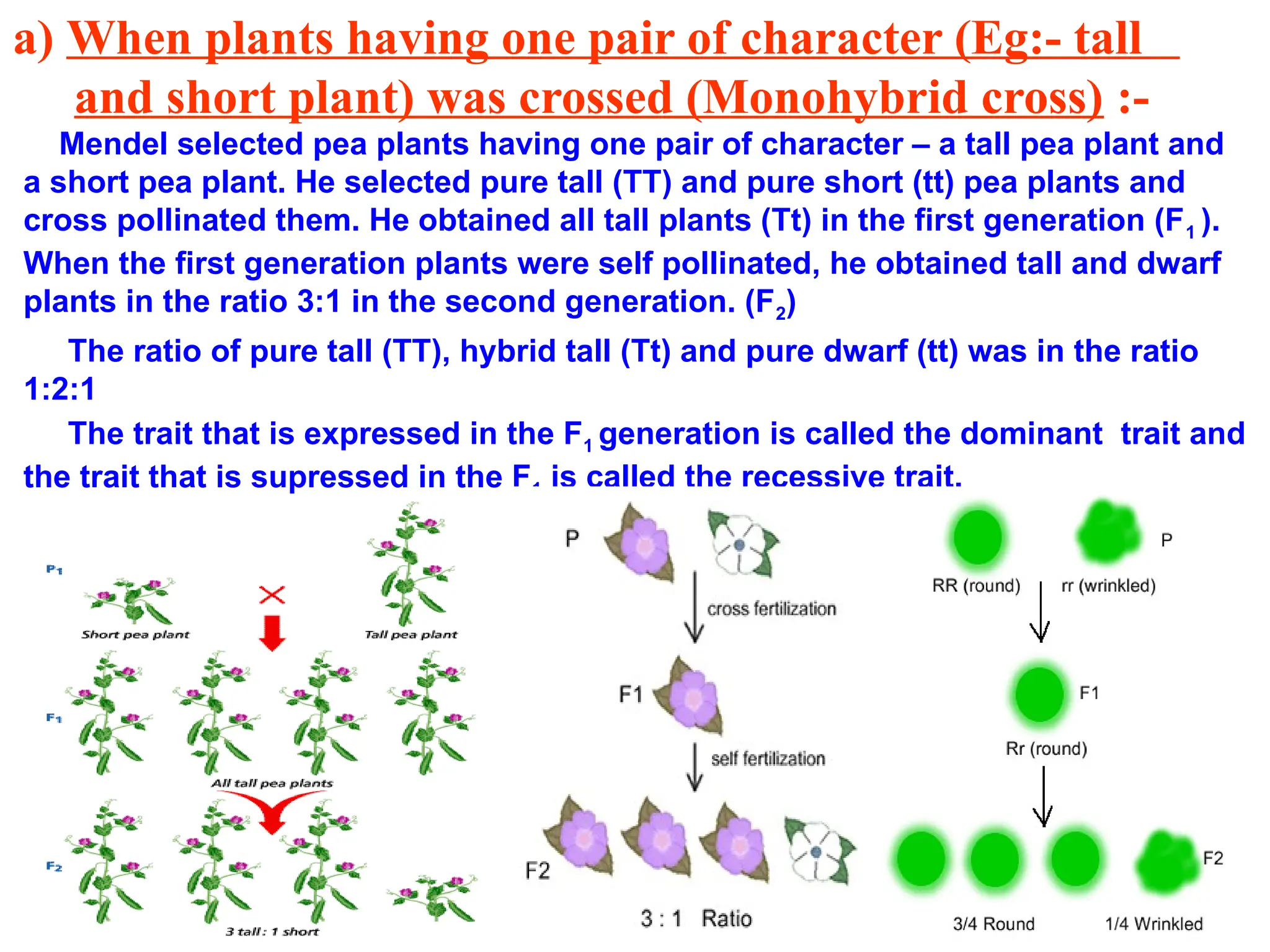a) When plants having one pair of character (Eg:- tall
and short plant) was crossed (Monohybrid cross) :-
Mendel selected pea plants having one pair of character – a tall pea plant and
a short pea plant. He selected pure tall (TT) and pure short (tt) pea plants and
cross pollinated them. He obtained all tall plants (Tt) in the first generation (F1 ).
When the first generation plants were self pollinated, he obtained tall and dwarf
plants in the ratio 3:1 in the second generation. (F2)
The ratio of pure tall (TT), hybrid tall (Tt) and pure dwarf (tt) was in the ratio
1:2:1
The trait that is expressed in the F1 generation is called the dominant trait and
the trait that is supressed in the F1 is called the recessive trait.
 