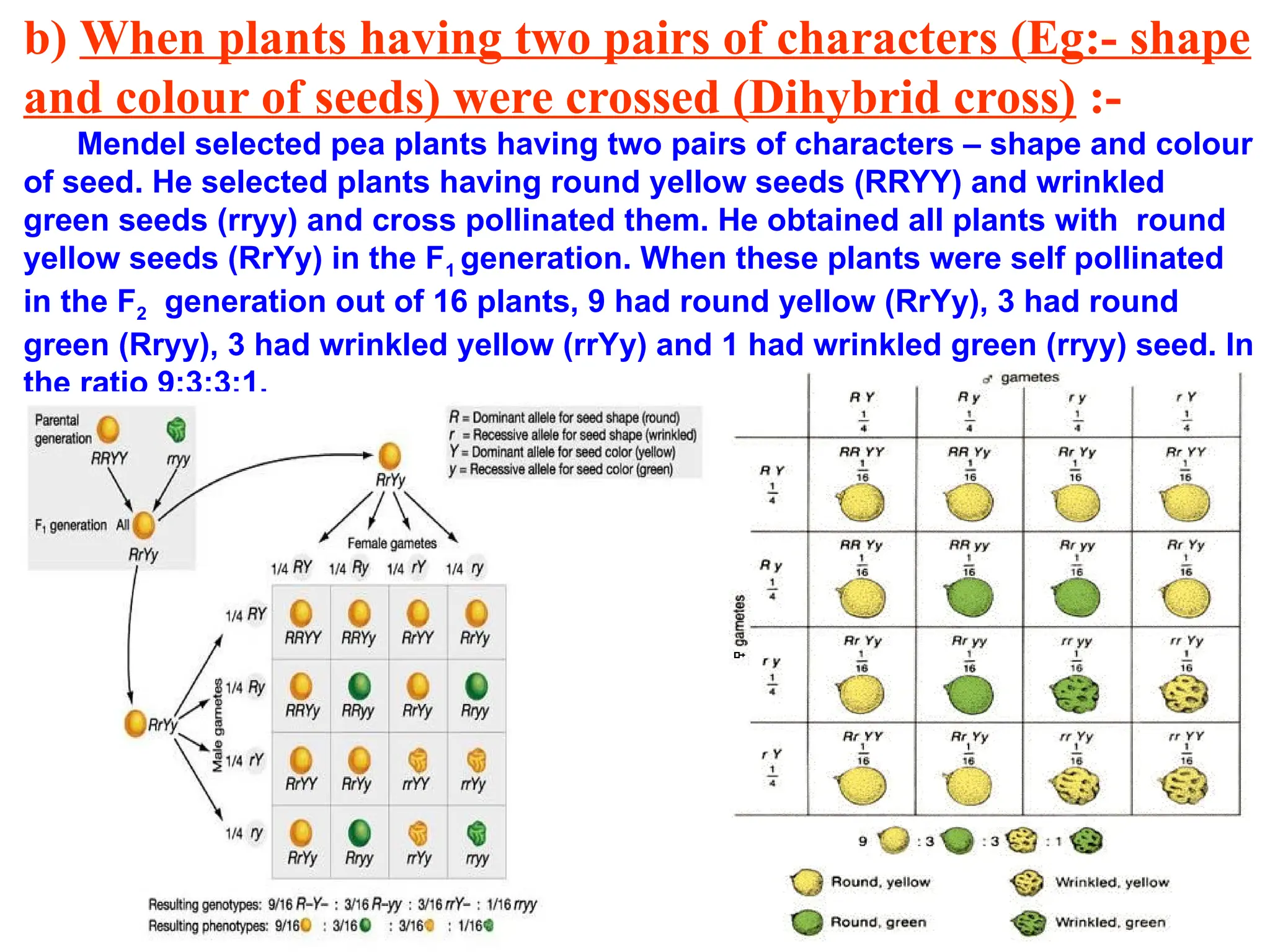b) When plants having two pairs of characters (Eg:- shape
and colour of seeds) were crossed (Dihybrid cross) :-
Mendel selected pea plants having two pairs of characters – shape and colour
of seed. He selected plants having round yellow seeds (RRYY) and wrinkled
green seeds (rryy) and cross pollinated them. He obtained all plants with round
yellow seeds (RrYy) in the F1 generation. When these plants were self pollinated
in the F2 generation out of 16 plants, 9 had round yellow (RrYy), 3 had round
green (Rryy), 3 had wrinkled yellow (rrYy) and 1 had wrinkled green (rryy) seed. In
the ratio 9:3:3:1.
 