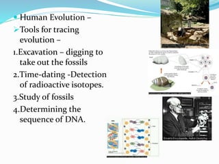 Human Evolution Tools Evidence Heredity and Evolution | PPTX