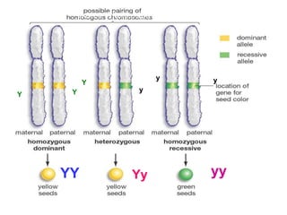 Genes, Alleles, and
YY Yy yy
Y Y
Y
y
y y
 