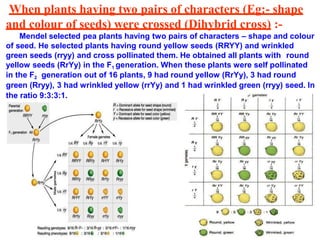 When plants having two pairs of characters (Eg:- shape
and colour of seeds) were crossed (Dihybrid cross) :-
Mendel selected pea plants having two pairs of characters – shape and colour
of seed. He selected plants having round yellow seeds (RRYY) and wrinkled
green seeds (rryy) and cross pollinated them. He obtained all plants with round
yellow seeds (RrYy) in the F1 generation. When these plants were self pollinated
in the F2 generation out of 16 plants, 9 had round yellow (RrYy), 3 had round
green (Rryy), 3 had wrinkled yellow (rrYy) and 1 had wrinkled green (rryy) seed. In
the ratio 9:3:3:1.
 