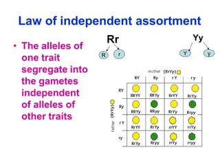 Law of independent assortment
• The alleles of
one trait
segregate into
the gametes
independent
of alleles of
other traits
Yy
R
Rr
r Y y
 