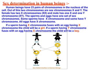 Sex determination in human beings :-
Human beings have 23 pairs of chromosomes in the nucleus of the
cell. Out of this two chromosomes are sex chromosomes X and Y. The
female has two X chromosomes (XX) and male has one X and one Y
chromosome (XY). The sperms and eggs have one set of sex
chromosomes. Some sperms have X chromosome and some have Y
chromosome. All eggs have X chromosome.
If a sperm having X chromosome fuses with an egg having X
chromosome the child will be a girl. If a sperm having Y chromosome
fuses with an egg having X chromosome the child will be a boy.
 