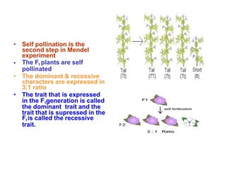 •
• Self pollination is the
second step in Mendel
experiment
The F1 plants are self
pollinated
• The dominant & recessive
characters are expressed in
3;1 ratio
• The trait that is expressed
in the F1generation is called
the dominant trait and the
trait that is supressed in the
F1is called the recessive
trait.
 