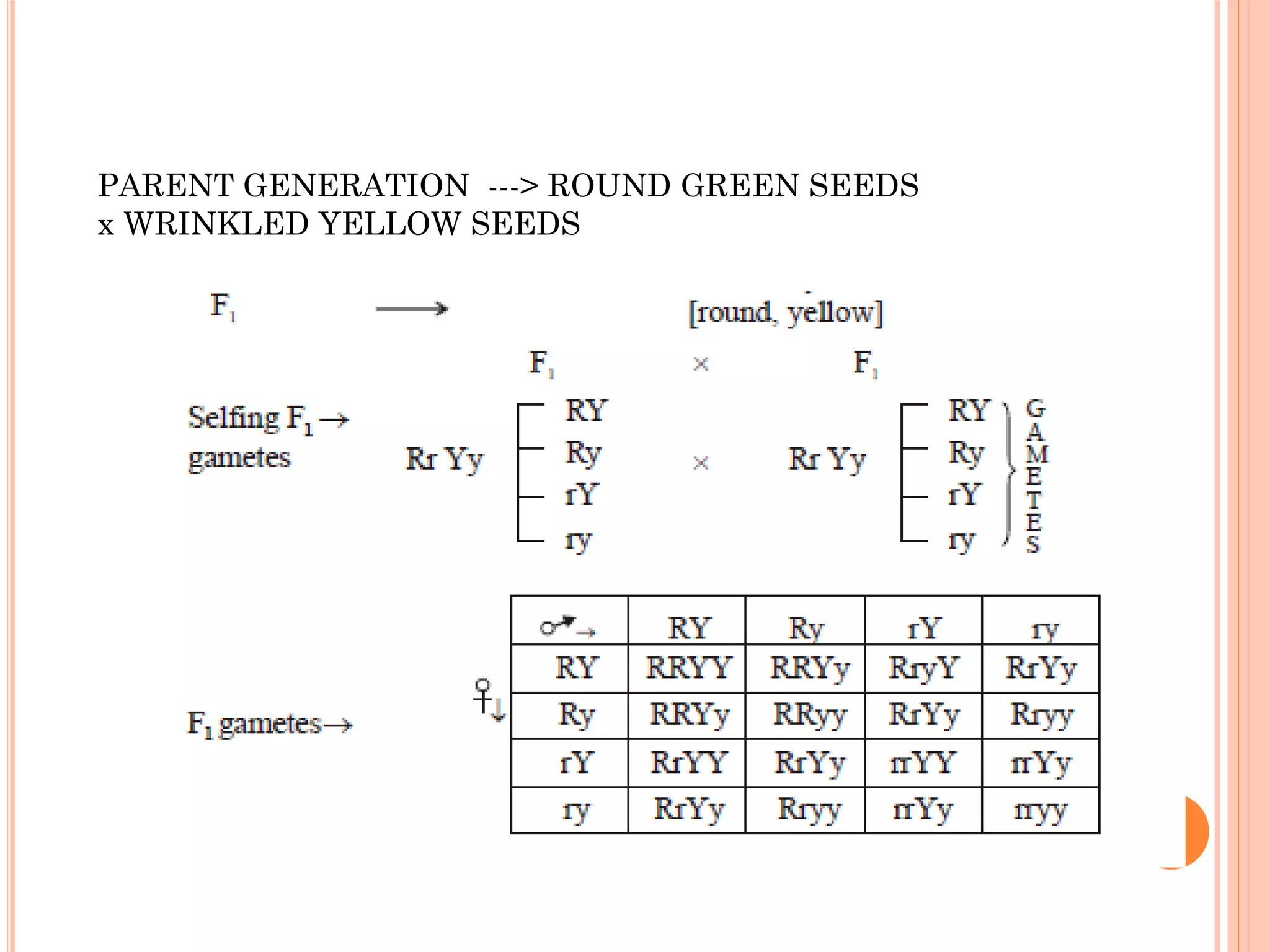 PARENT GENERATION ---> ROUND GREEN SEEDS
x WRINKLED YELLOW SEEDS
 