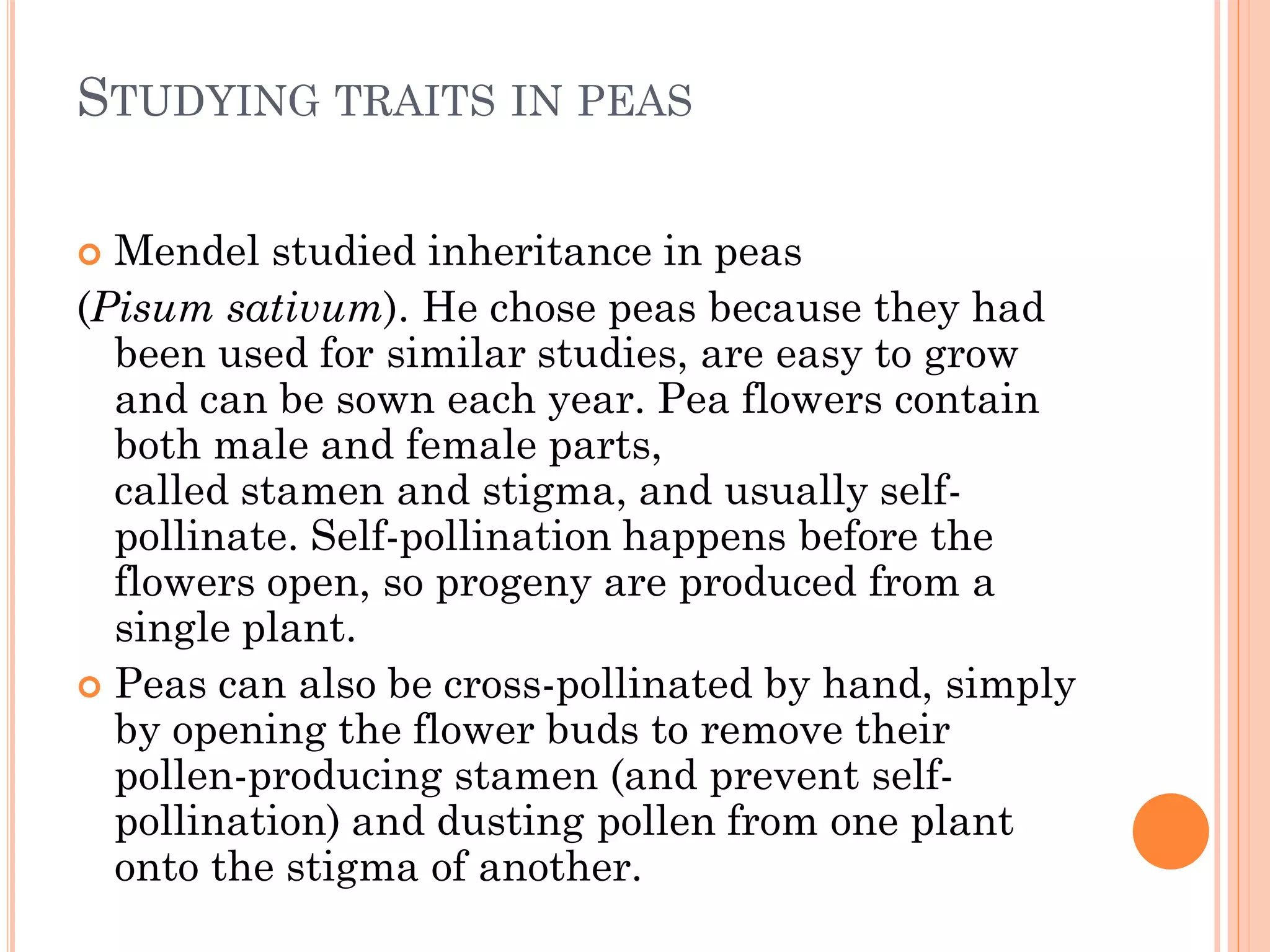 STUDYING TRAITS IN PEAS
 Mendel studied inheritance in peas
(Pisum sativum). He chose peas because they had
been used for similar studies, are easy to grow
and can be sown each year. Pea flowers contain
both male and female parts,
called stamen and stigma, and usually self-
pollinate. Self-pollination happens before the
flowers open, so progeny are produced from a
single plant.
 Peas can also be cross-pollinated by hand, simply
by opening the flower buds to remove their
pollen-producing stamen (and prevent self-
pollination) and dusting pollen from one plant
onto the stigma of another.
 