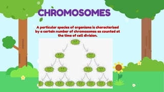 CHROMOSOMES
A particular species of organisms is characterised
by a certain number of chromosomes as counted at
the time of cell division.
 