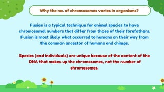Why the no. of chromosomes varies in organisms?
Fusion is a typical technique for animal species to have
chromosomal numbers that differ from those of their forefathers.
Fusion is most likely what occurred to humans on their way from
the common ancestor of humans and chimps.
Species (and individuals) are unique because of the content of the
DNA that makes up the chromosomes, not the number of
chromosomes.
 