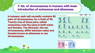 7. No. of chromosomes in humans with basic
introduction of autosomes and allosomes.
In humans, each cell normally contains 23
pairs of chromosomes, for a total of 46.
Twenty-two of these pairs, called
autosomes, look the same in both males
and females. The 23rd pair, the sex
chromosomes, differ between males and
females known as allosomes or sex
chromosomes.
 