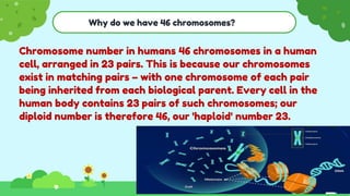 Why do we have 46 chromosomes?
Chromosome number in humans 46 chromosomes in a human
cell, arranged in 23 pairs. This is because our chromosomes
exist in matching pairs – with one chromosome of each pair
being inherited from each biological parent. Every cell in the
human body contains 23 pairs of such chromosomes; our
diploid number is therefore 46, our 'haploid' number 23.
 