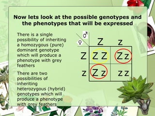 Now lets look at the possible genotypes and the phenotypes that will be expressed Z Z z z z z z Z Z Z z Z There is a single possibility of inheriting a homozygous (pure) dominant genotype which will produce a phenotype with grey feathers There are two possibilities of inheriting heterozygous (hybrid) genotypes which will produce a phenotype with grey feathers 