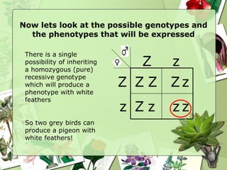 Now lets look at the possible genotypes and the phenotypes that will be expressed Z Z z z z z z Z Z Z z Z There is a single possibility of inheriting a homozygous (pure) recessive genotype which will produce a phenotype with white feathers So two grey birds can produce a pigeon with white feathers! 
