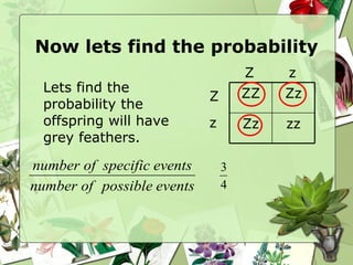Now lets find the probability Lets find the probability the offspring will have grey feathers. = Z Z z z ZZ Zz Zz zz 