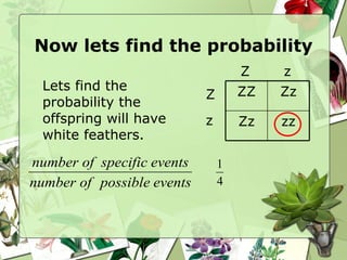 Now lets find the probability Lets find the probability the offspring will have white feathers. = Z Z z z ZZ Zz Zz zz 