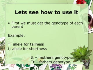 Lets see how to use it First we must get the genotype of each parent Example:  T: allele for tallness t: allele for shortness tt – mothers genotype Tt – fathers genotype 
