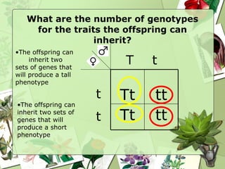 What are the number of genotypes for the traits the offspring can inherit? T t t t The offspring can  inherit two sets of genes that will produce a tall phenotype The offspring can inherit two sets of genes that will produce a short phenotype Tt tt Tt tt 