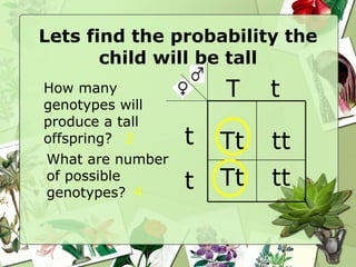 Lets find the probability the child will be tall How many genotypes will produce a tall offspring? 2 What are number of possible genotypes? 4 T t t t Tt tt Tt tt 