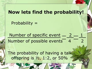 Now lets find the probability! Probability =  Number of specific event  2  1 Number of possible events  4  2 The probability of having a tall offspring is ½, 1:2, or 50% 