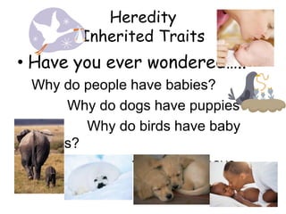Heredity
       Inherited Traits
• Have you ever wondered…..
 Why do people have babies?
      Why do dogs have puppies?
         Why do birds have baby
  birds?
            Why do seals have
  pups?
 