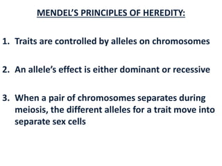 MENDEL’S PRINCIPLES OF HEREDITY: 
1. Traits are controlled by alleles on chromosomes 
2. An allele’s effect is either dominant or recessive 
3. When a pair of chromosomes separates during 
meiosis, the different alleles for a trait move into 
separate sex cells 
 