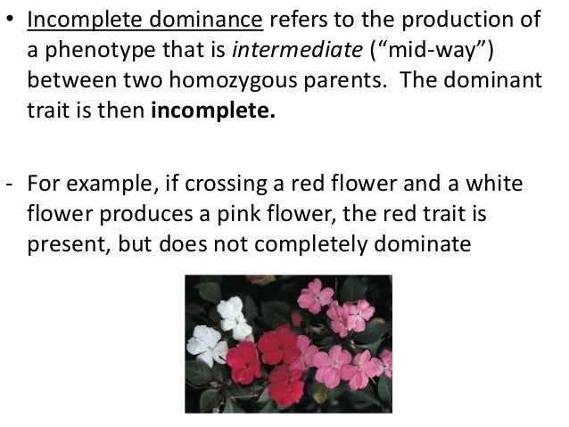 what does it mean if a trait is incompletely dominant