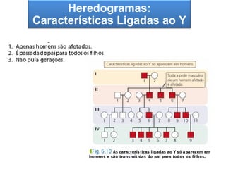 Heredogramas:
 A segunda Lei de Mendel
Características Ligadas ao Y
 