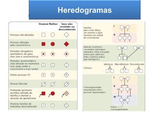 Heredogramas
A segunda Lei de Mendel
 