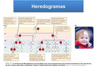 Heredogramas
A segunda Lei de Mendel
 