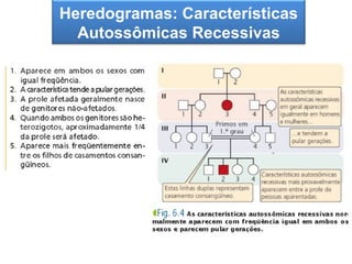 Heredogramas: Características
 A segunda Lei de Mendel
  Autossômicas Recessivas
 