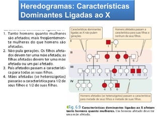 Heredogramas: Características
  A segunda Lei de Mendel
Dominantes Ligadas ao X
 