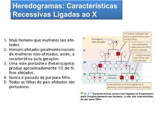 Heredogramas: de Mendel
A segunda Lei   Características
 Recessivas Ligadas ao X
 
