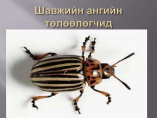 Шавжийн ангийн төлөөлөгчид 