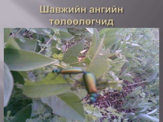 Шавжийн ангийн төлөөлөгчид 